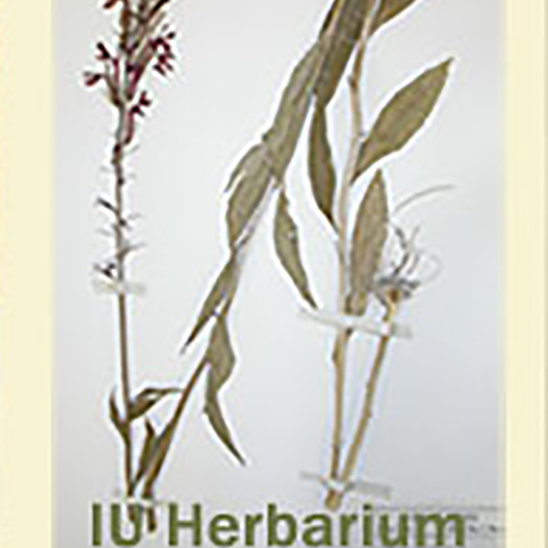 Logo of IU Herbarium.