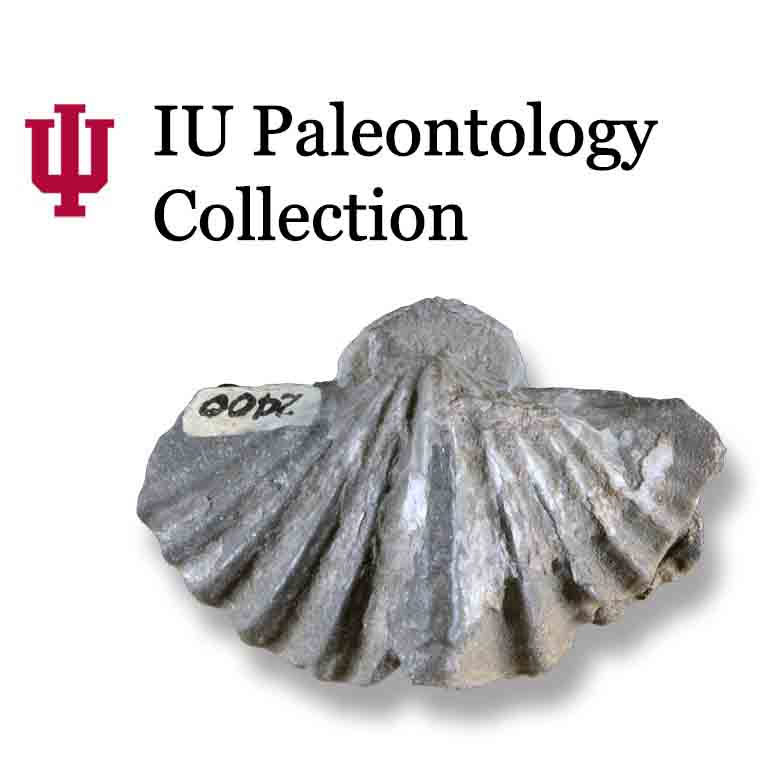 Logo of the IU Paleontology Collection. 